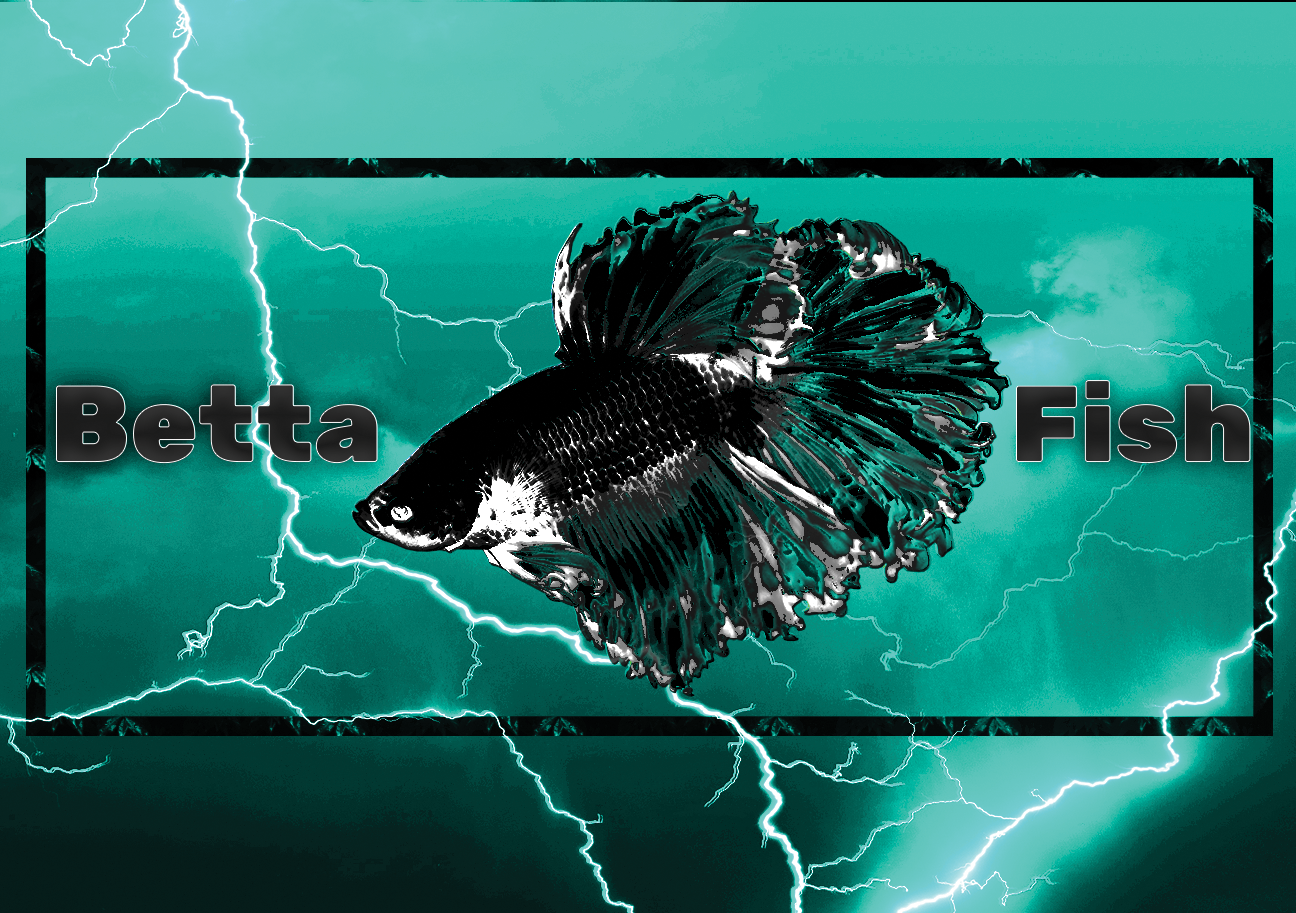 Aquarium fish tank image