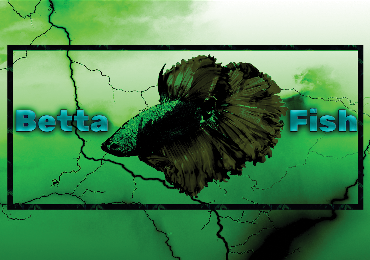 Aquarium fish tank image